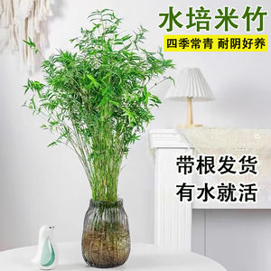 水培植物米竹盆栽室内小型凤尾竹子盆景好养活桌面水养富贵竹绿植