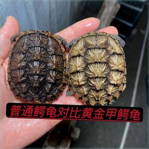 【黄金鳄龟】北美小鳄龟苗活物宠物龟观赏龟杂佛食肉龟水龟外塘