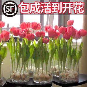 郁金香种球水培花卉植物室内花四季开花种子盆栽花苗土培水养好活