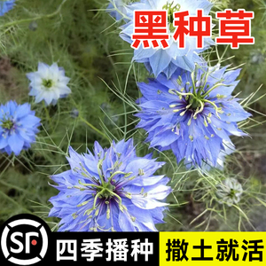 黑种草子黑种草籽种子蓝色野花籽香草波斯宝石黑子草盆栽观花种子