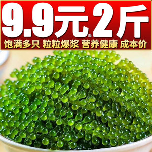 网红海葡萄新鲜即食500g绿色鱼子酱海洋蔬菜海藻菜送芥末裙带菜