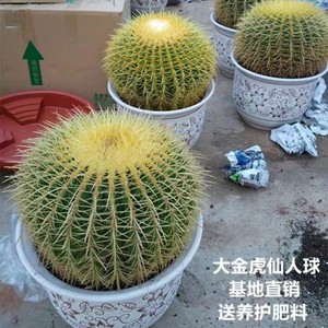 精品金虎仙人球盆栽多肉植物美虎红虎金冠仙人掌类超大金琥仙人球