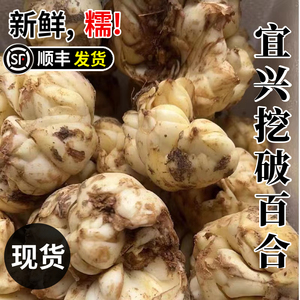 【顺丰包邮】宜兴挖破挖碎过小新鲜食用百合2500g农家特产3斤散装