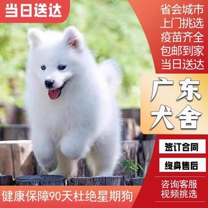 [广东犬舍]纯种萨摩耶幼犬活体微笑天使萨摩耶白色大白熊宠物狗狗