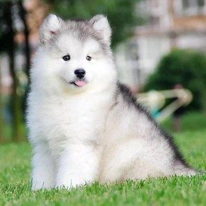 香港发货灰色红色巨型阿拉斯加犬幼崽桃脸哈士奇雪橇犬活体宠物狗