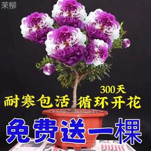 新品香水十里香驱蚊好养四季开花醉西施浓香重瓣大花卉盆栽耐寒花