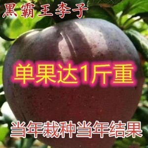 黑布朗李子苗黑布林李子树苗美国大黑李苗南北方种植当年结果四季