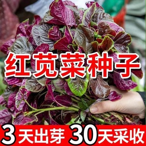 红苋菜种子野汉菜籽四季阳台庭院盆栽红圆叶苋菜耐寒易种蔬菜种子