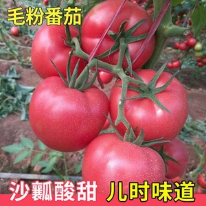 沙瓤西红柿种孑苗普罗旺斯番茄种子草莓圣女果籽盆栽蔬菜种子大全