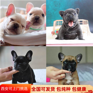 香港发货黑白法斗幼犬纯种法国斗牛犬幼崽活体短毛犬小型犬宠物狗