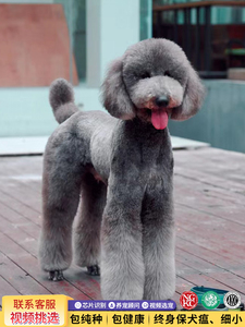 香港澳门发货灰色巨型贵宾犬幼崽巨型泰迪犬白色巨贵犬活体宠物狗