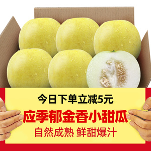 云南郁金香小甜瓜5-9斤新鲜应季水果高香头茬香瓜蜜瓜网纹哈密瓜