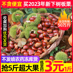 【20年老树果】辽宁丹东新鲜生现摘大板栗5斤栗子锥油栗仁蔬罗田