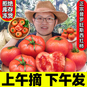 正宗山东自然熟普罗旺斯西红柿9斤新鲜生吃水果露天沙瓤大番茄5