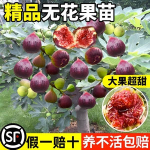 无花果树苗盆栽水果苗四季特大波姬红南北方种植阳台地栽当年结果