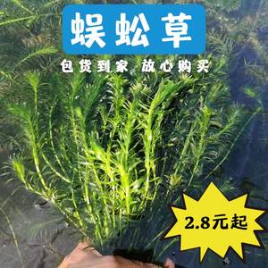 蜈蚣草水草植物养龟缸净水绿植新手养鱼绿菊中后景草鱼缸造景水草