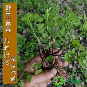 芹菜种籽野生山芹菜种子水芹菜多年生茴芹大叶芹种孑蔬菜水种