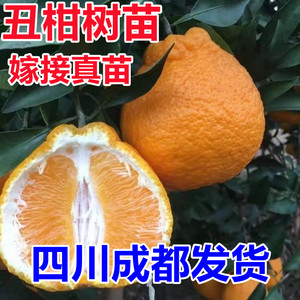 四川嫁接不知火丑八怪柑橘树苗盆栽地栽庭院南北方种植丑橘柑桔苗