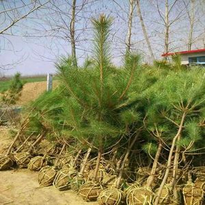 绿化苗木日本黑松小苗庭院黑松苗黑松树苗四季常青盆景植物松树苗