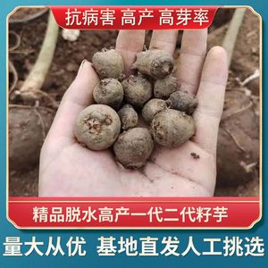 种子魔芋苗一代二代云南特大花魔芋脱水种子种苗干货四川贵州