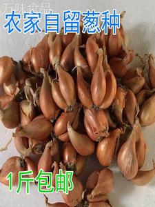 四川农家新鲜红葱头种子盆栽干香小葱头火葱种子香葱头葱果子10斤