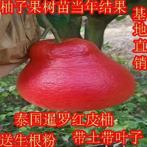 (首单优惠)柚子树苗沙田柚红宝石青柚南北方种植泰国暹罗红柚苗