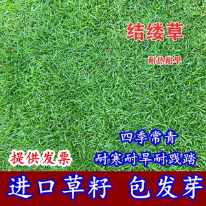 日本进口结缕草种子草坪草籽四季长青矮生耐践踏庭院足球场草种子