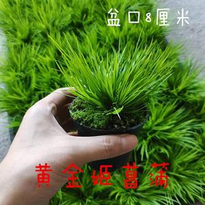 昌蒲植物日本黄金姬菖蒲草 金钱 虎须 香苗 金凤凰 胧月龟池水培