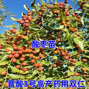 晋酸3号高产药用双仁酸枣苗山枣苗南北方种植盆栽地栽当年结果树