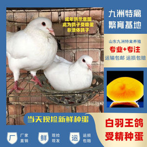 大体白羽王鸽子种蛋可孵化银王灰王肉鸽受精蛋种鸽青年鸽一公一母