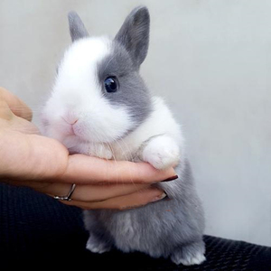 宠物兔子活物侏儒兔茶杯兔长不大家养小白兔迷你猫猫兔垂耳兔活体