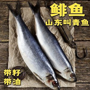 青鱼鲱鱼排鱼青占鱼新鲜冷冻海鱼(沙丁鱼)黑龙江叫法