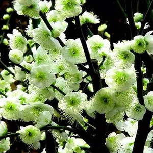 耐寒绿梅盆景树桩盆栽浓香绿萼梅花苗阳台庭院花卉植物室内外四季