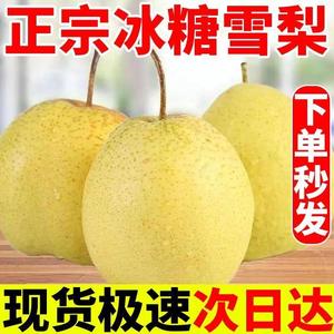 【冰糖雪梨】正宗河北雪花梨3/5/10斤包邮当季新鲜水果梨子脆甜多