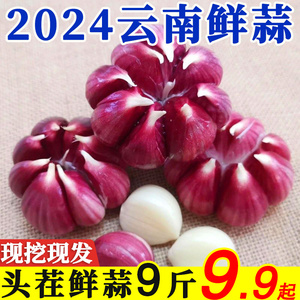 2024年云南大理紫皮大蒜鲜蒜多瓣蒜农家大蒜头独头蒜腌制批发瓣蒜