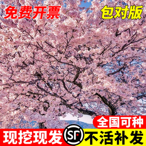 日本樱花树苗南北方室外庭院种植绿化工程大型风景树花卉盆栽植物