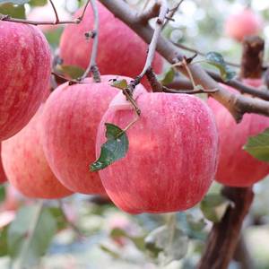 山东烟台特产红富士苹果冰糖心新鲜当季水果一级脆甜多汁现摘苹果