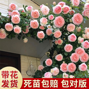 爬藤月季花苗盆栽特大花四季开花小苗带花苞藤本植物爬墙蔷薇花苗