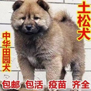 土松犬中华田园幼犬小土狗狗纯黑猎犬长毛可爱镇宅看家护院活的犬