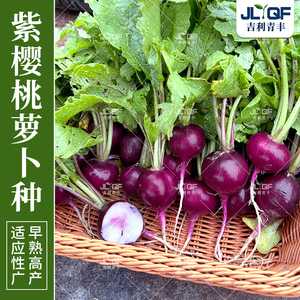 冰激凌樱桃萝卜种子紫色迷你萝卜种孑高产小罗卜蔬菜种籽四季盆栽