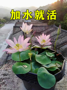 碗莲籽水培植物四季花卉莲花莲子花种子花种籽子睡莲水养荷花盆栽