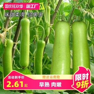 清香短瓠瓜种子短蒲瓜种籽甜瓠子瓜菜葫芦短棒农家阳台四季蔬菜种