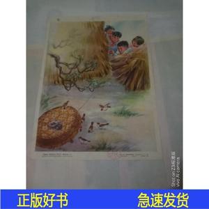 1958年4开教学挂图捉麻雀2750上海教育出版社 2750上海教育2