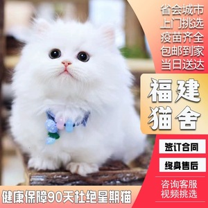 福建CFA出售纯种金吉拉幼猫金吉拉猫长毛纯白高地猫咪可上门挑选