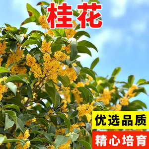 新采桂花种子桂花树种子金桂丹桂沉香桂朱砂桂四季桂花种桂花籽