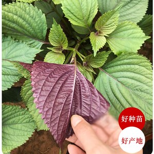 特色双面紫苏种子苏子菜面紫色苏子种籽特菜四季补钙菜农家蔬菜种