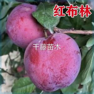 正宗红布林李子树苗特大新品种嫁接果树苗耐寒南北方种植当年结果