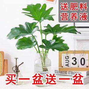 春羽绿植盆栽室内客厅花卉水养水生好养办公室绿萝春雨水培植物