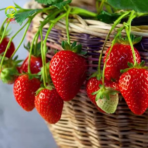 奶油大草莓种籽四季种子白苗地栽食用秧红颜批发子盆种苗盆栽种孑