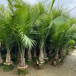 国王椰子树盆栽热带绿植耐旱庭院室内客厅大型落地造景真绿植